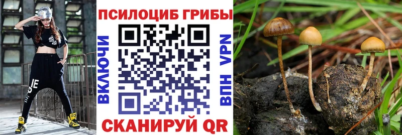 Псилоцибиновые грибы Cubensis Владивосток